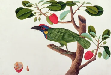 Exotic Bird, fra Drawings of Birds from Malacca, ca. 1805-18 (wc på papir)